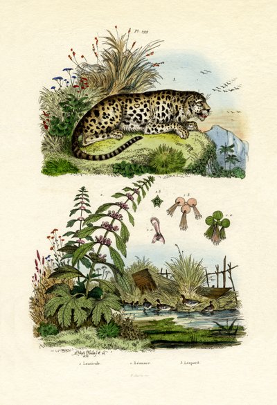 Kleine Wasserlinse von French School